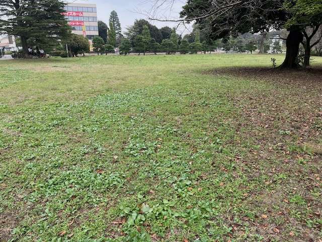 行田市水城公園芝生広場です。